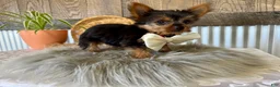 Yorkshire Terrier dogs for sale: Trey - Ad 3
