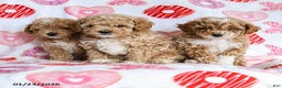 Toy Poodle dogs for sale: Jinx - Ad 5