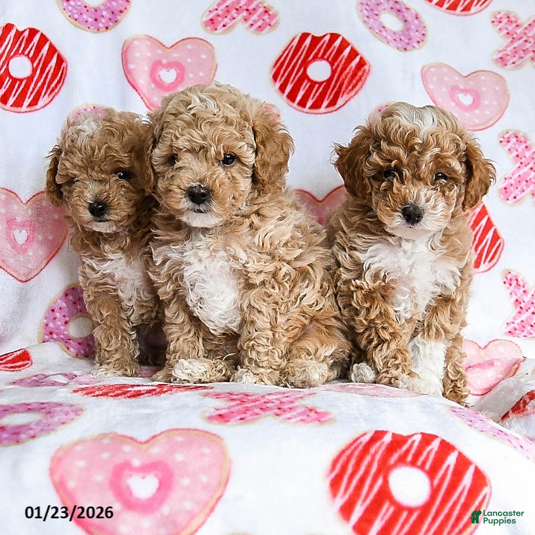 Toy Poodle dogs for sale: Jinx - Ad 5