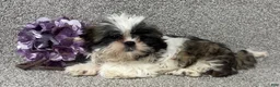 Shih Tzu dogs for sale: April - Ad 3