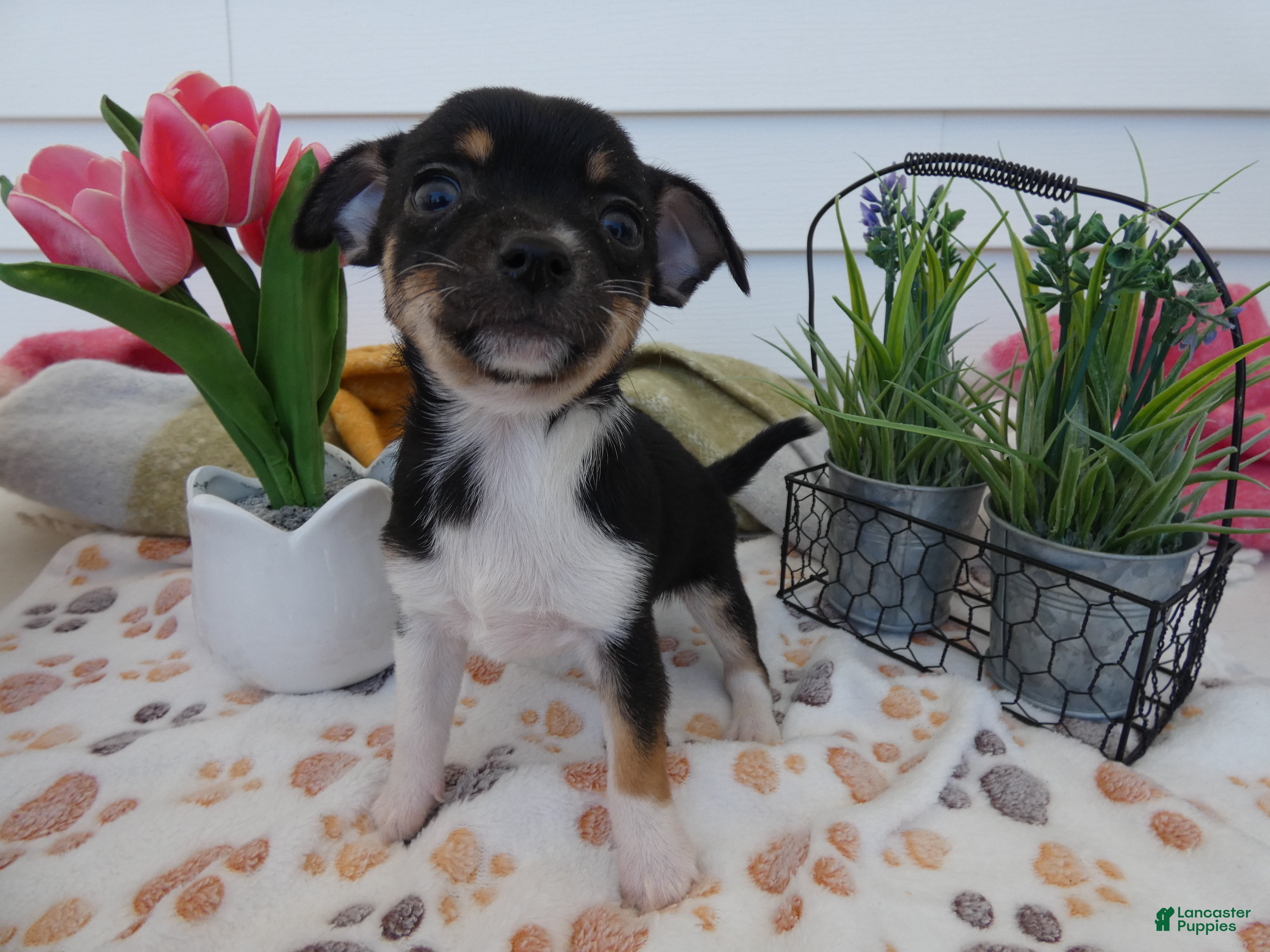 Chihuahua dogs Chihuahua Puppy 3 Winchester - Ad 20