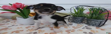 Chihuahua Puppy 3 Winchester