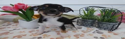 Chihuahua dogs for sale: Chihuahua Puppy 3 Winchester - Ad 1