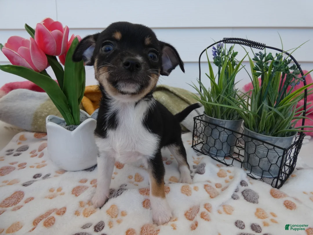 Chihuahua dogs for sale: Chihuahua Puppy 3 Winchester - Ad 1