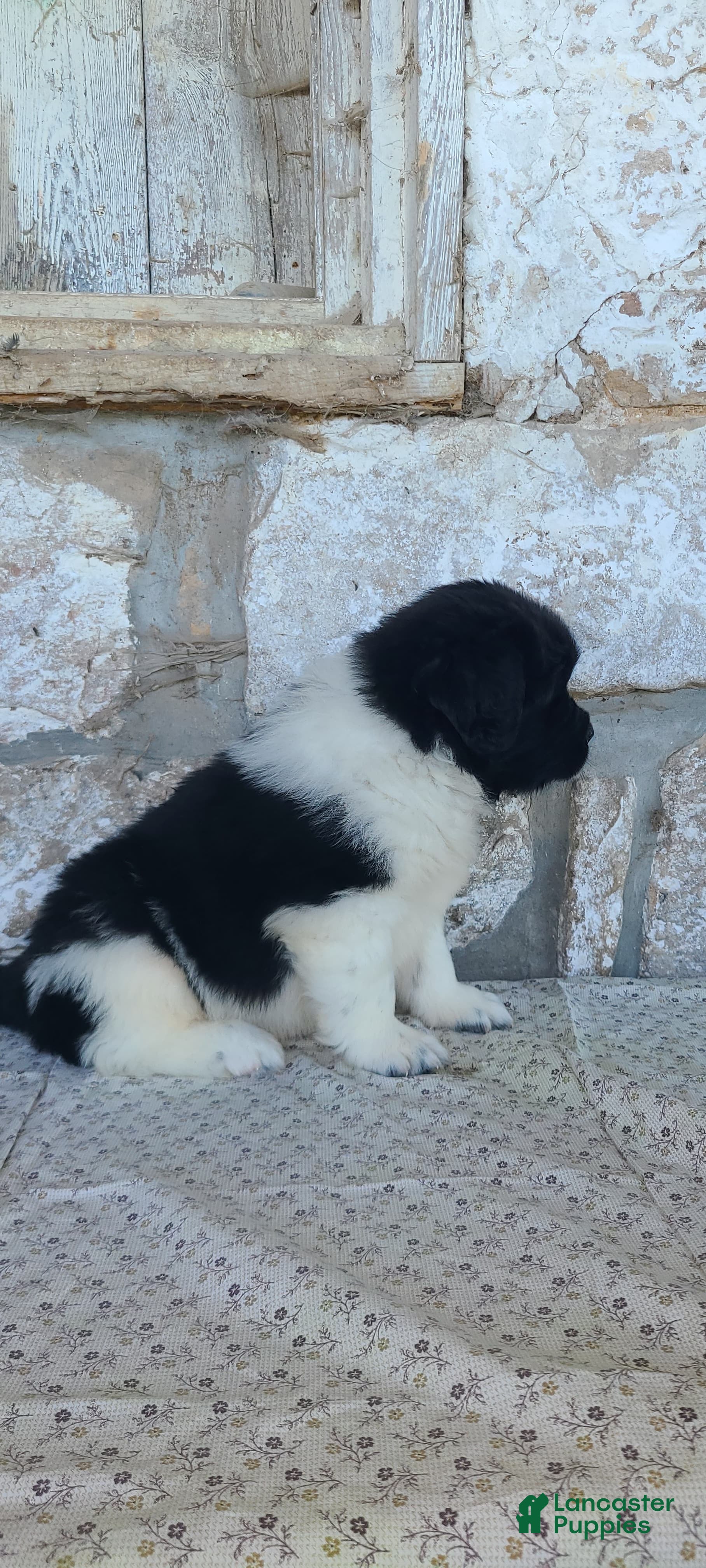 Newfoundland dogs Newfoundland Puppy 2 - Ad 41