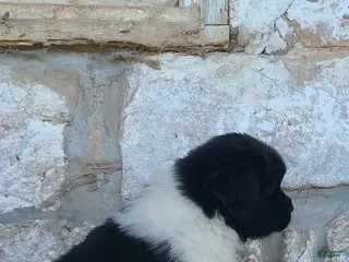 Newfoundland dogs Newfoundland Puppy 2 - Ad 32