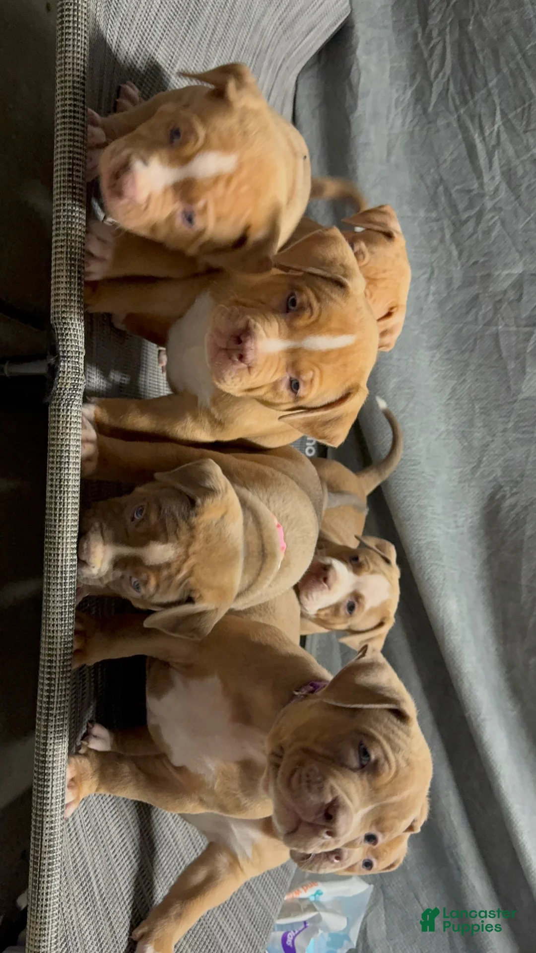 American Bully dogs for sale: American Bully Puppy 2 - Ad 4