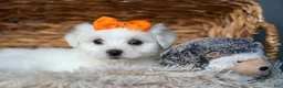 Maltese dogs for sale: PATRICK - Ad 12