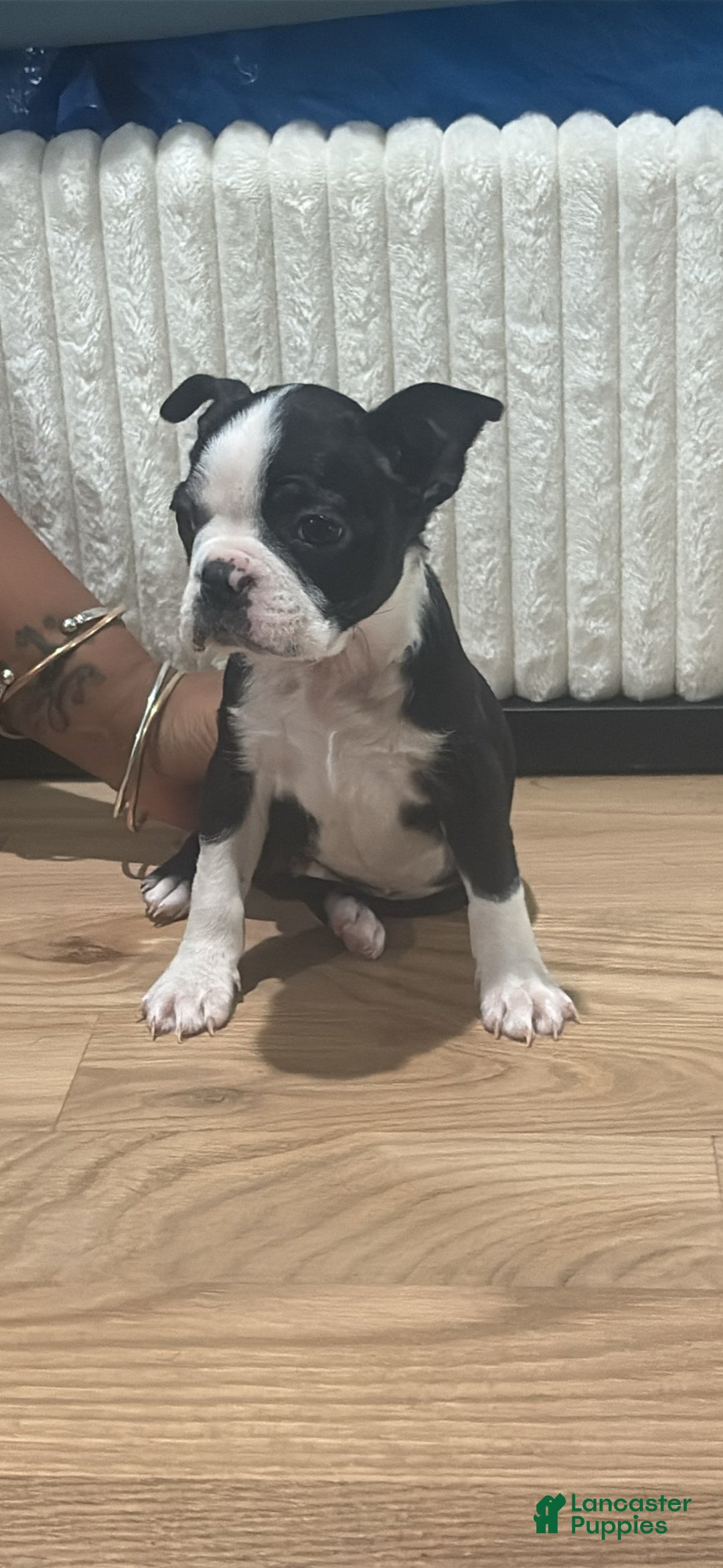 Mixed Breed dogs for sale: Mixed Breed Puppy 2 - Ad 5