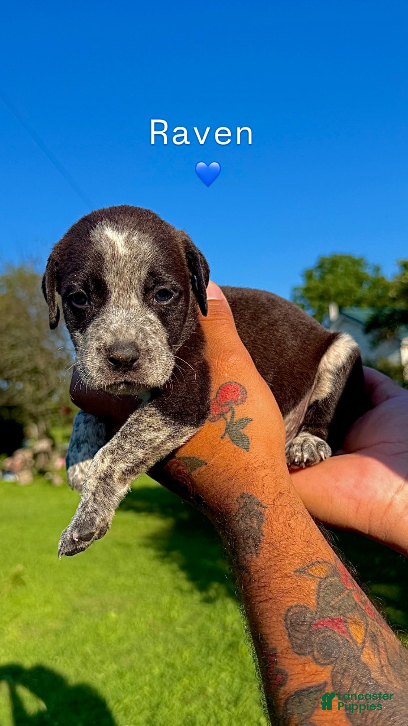 Mixed Breed dogs Mixed Breed 5 - Ad 10