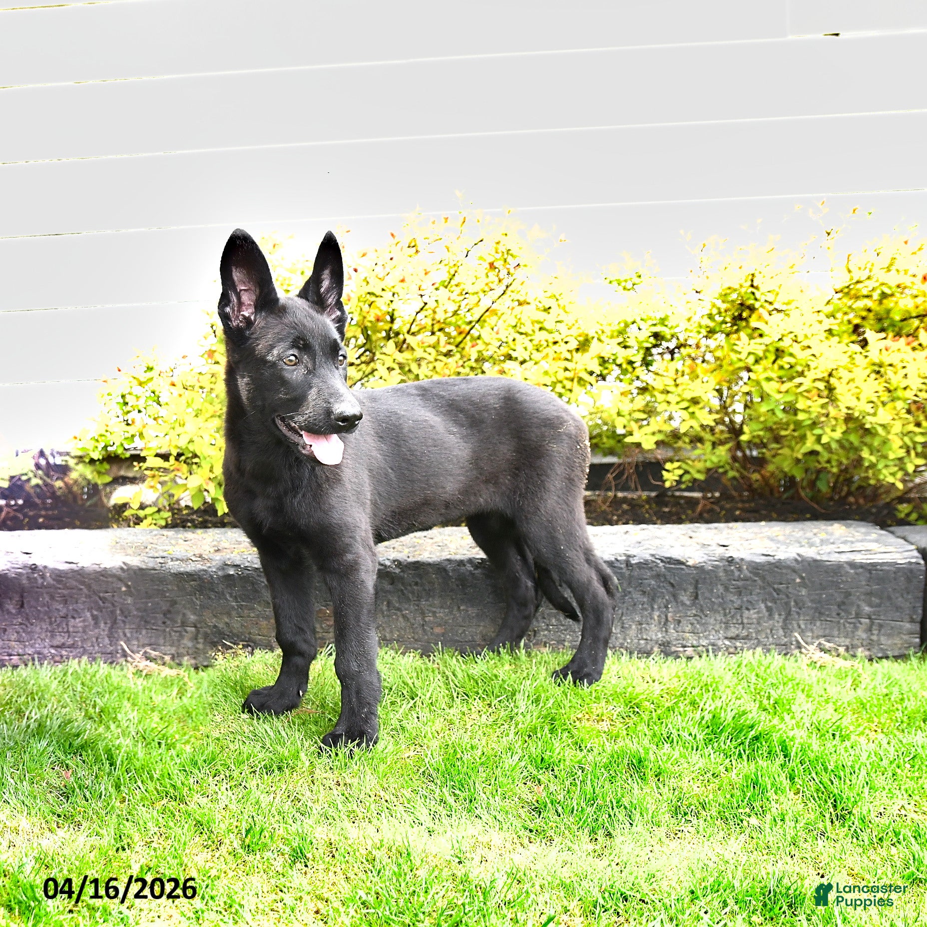 Mixed Breed dogs Taffy - Ad 1