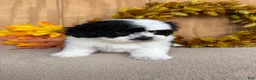 Teddy Bear dogs for sale: Fluffie - Ad 5