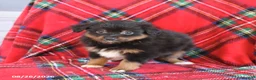 Toy Australian Shepherd dogs for sale: Jack  - Ad 5