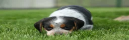 Beagle dogs for sale: Cruz  - Ad 4
