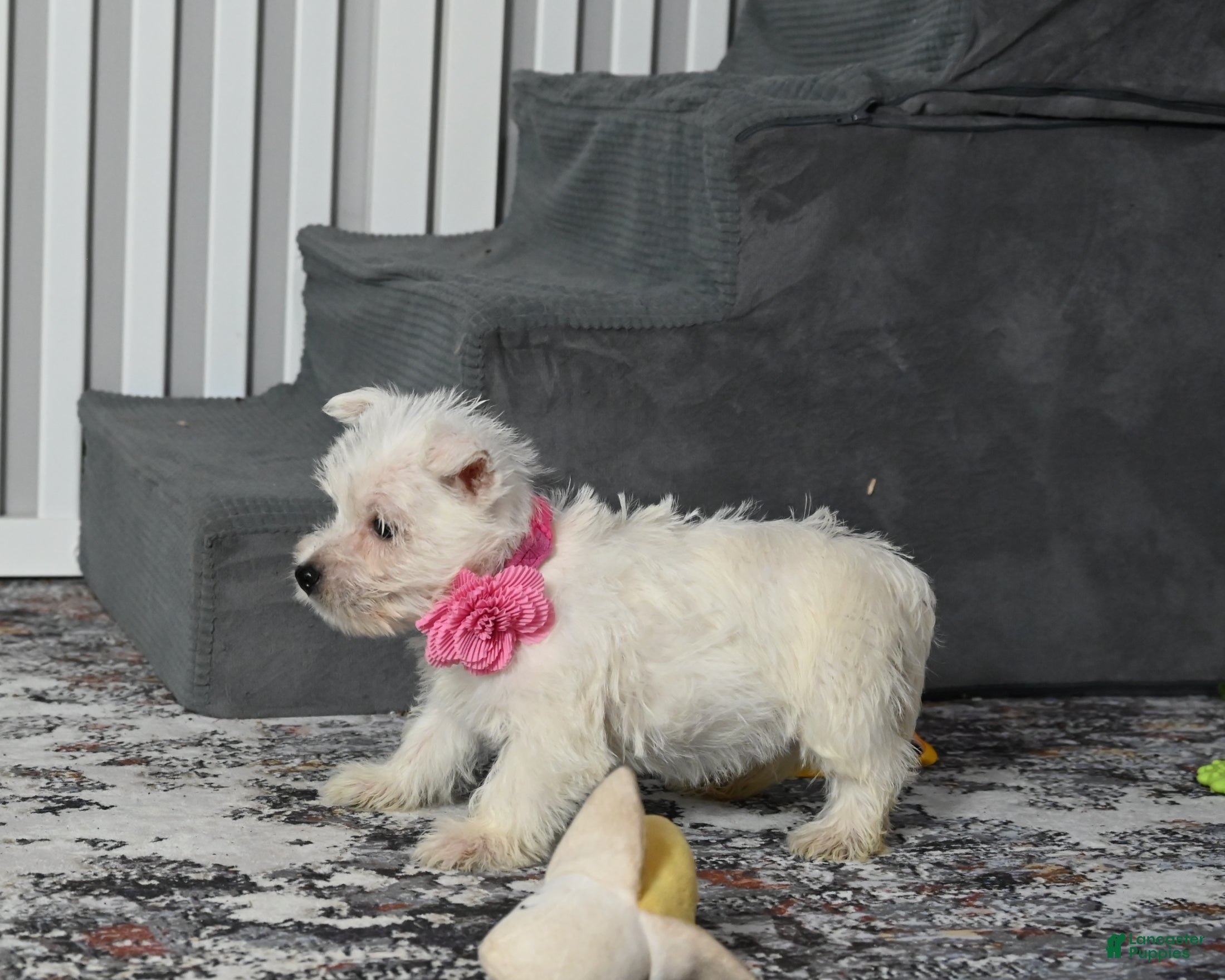 West Highland Terrier dogs Kendra - Ad 17