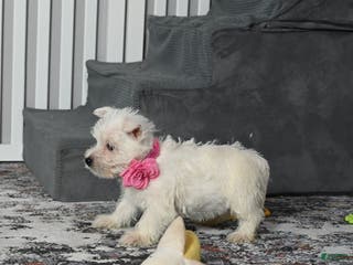 West Highland Terrier dogs Kendra - Ad 22