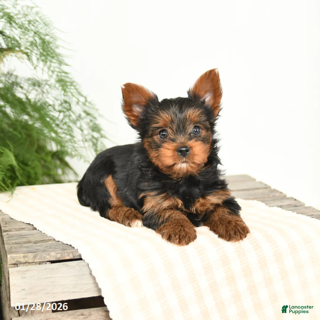 Yorkshire Terrier dogs for sale: Mandy - Ad 3