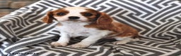 Cavalier King Charles Spaniel dogs for sale: Patch  - Ad 2