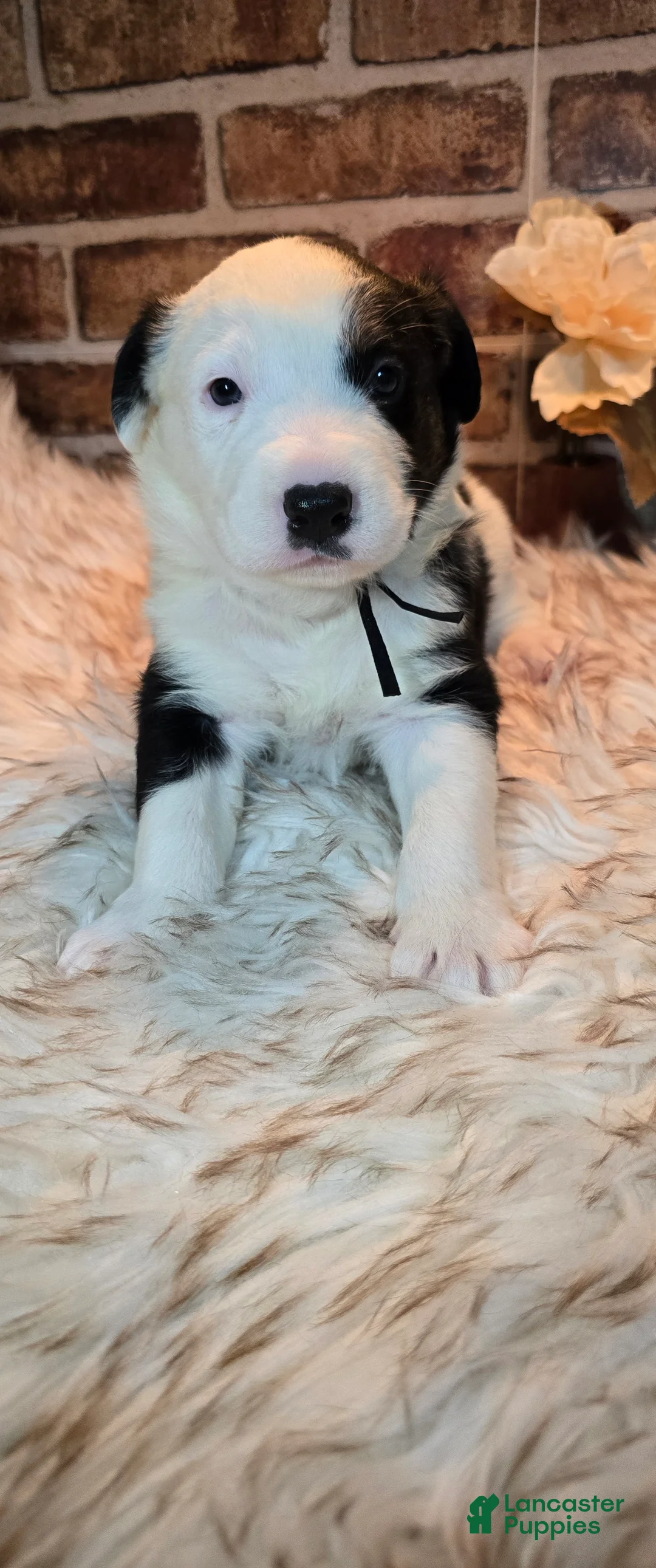 Mixed Breed dogs for sale: Milo - Ad 1