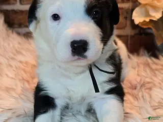 Mixed Breed dogs Milo - Ad 12