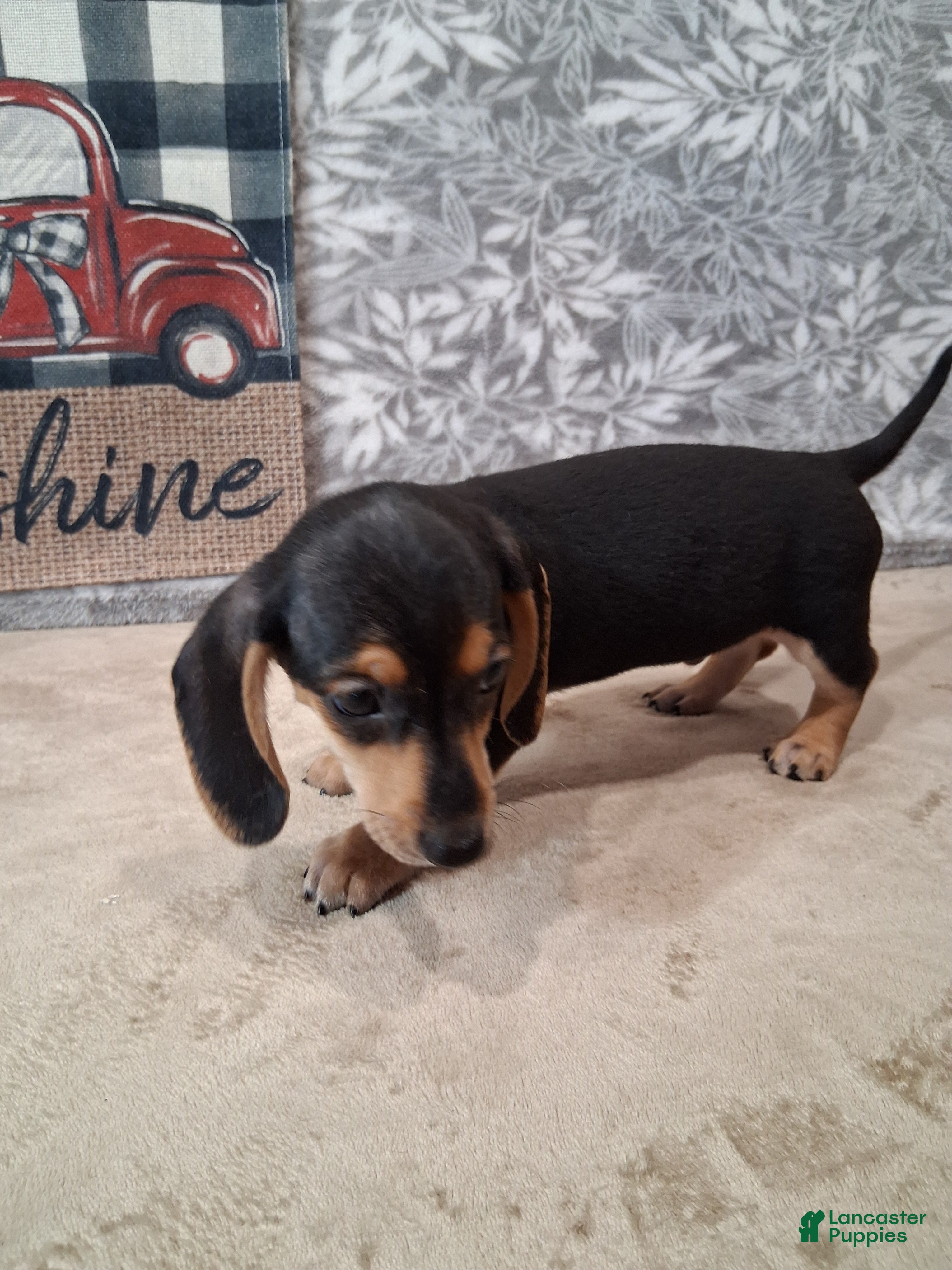 Miniature Dachshund dogs Arty - Ad 1