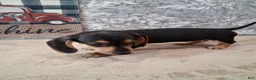 Miniature Dachshund dogs for sale: Arty - Ad 1