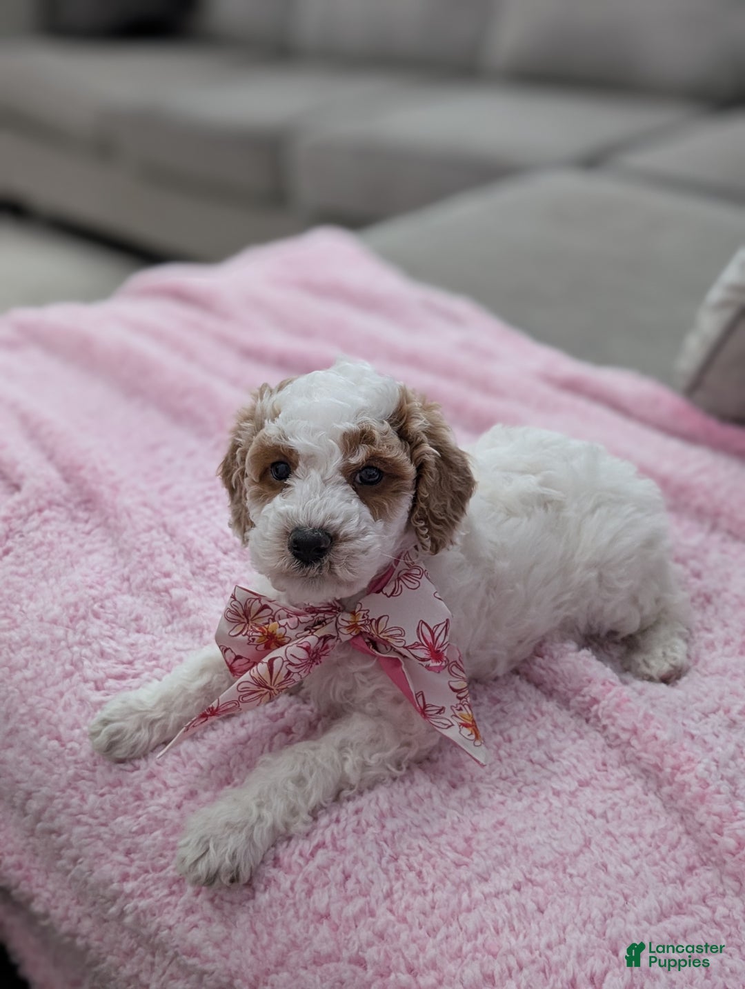 Toy Poodle dogs for sale: Woody  - Ad 5