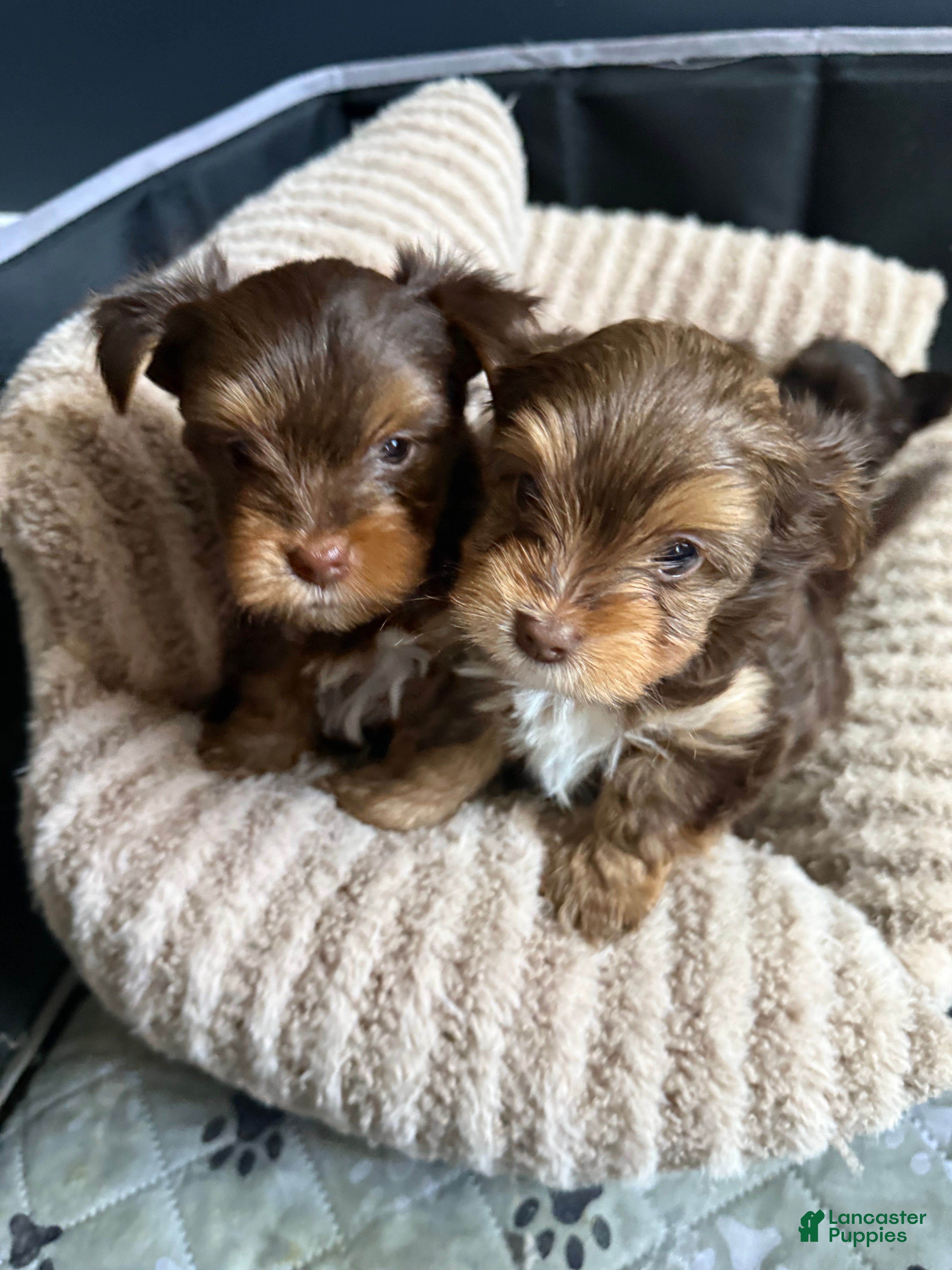 Yorkshire Terrier dogs Cookies and Cream - Ad 1