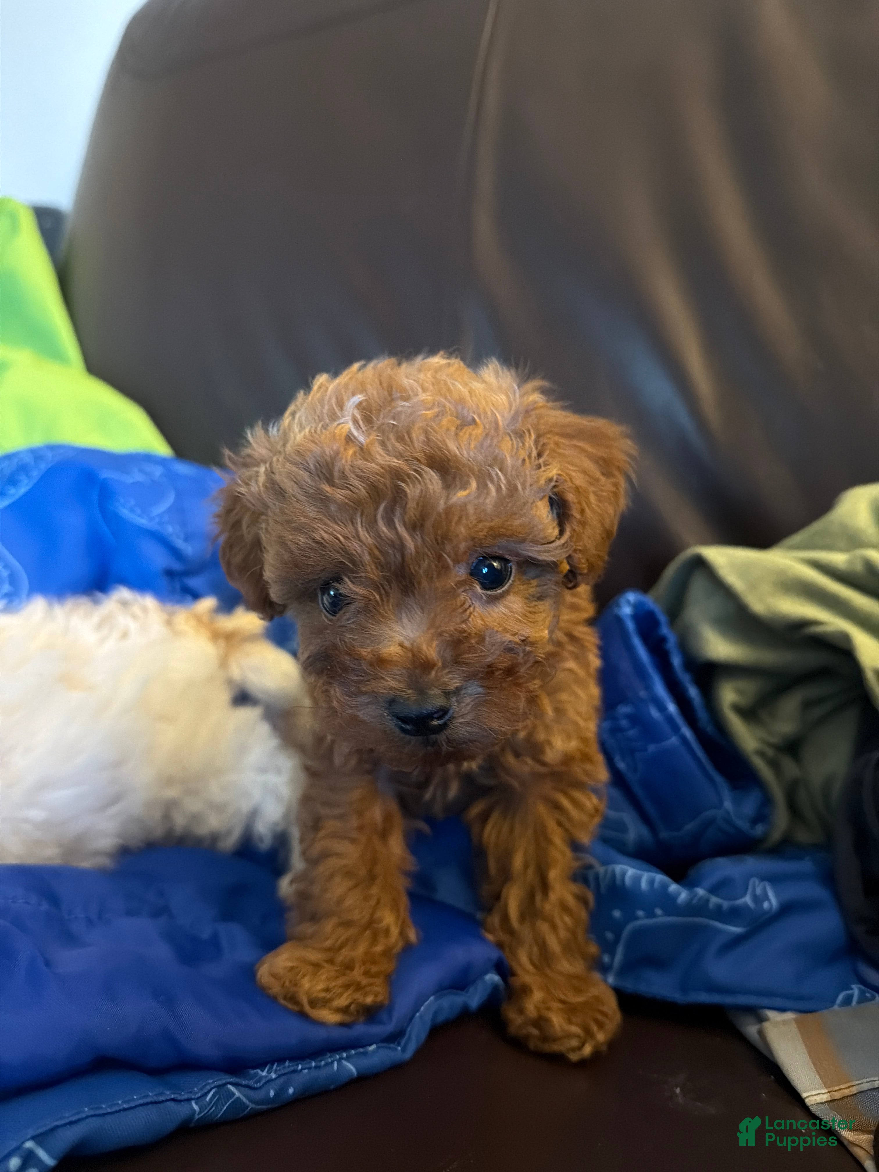 Toy Poodle dogs Toy Poodle 1 - Ad 3