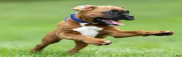 Boxer dogs for sale: Neva Boxer  - Ad 10