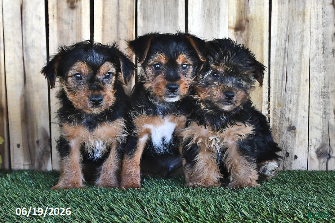 Yorkshire Terrier dogs for sale: Bear - Ad 5