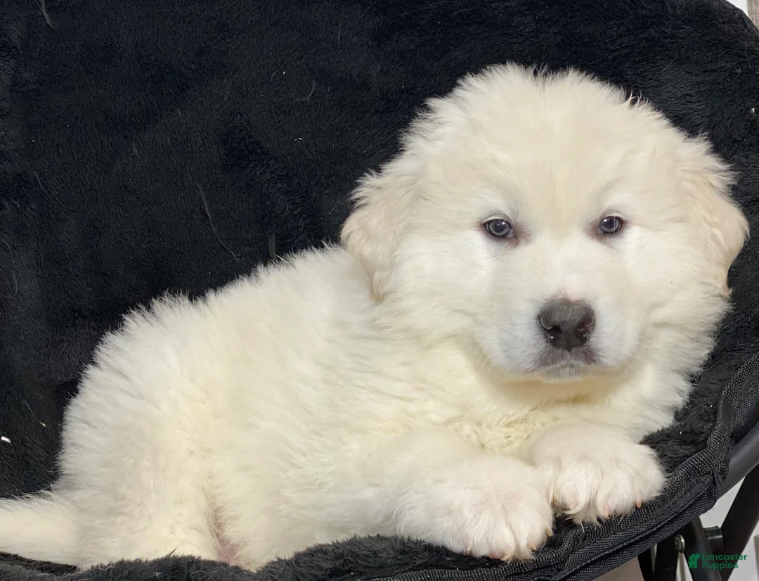 Great Pyrenees dogs for sale: Gorden - Ad 2