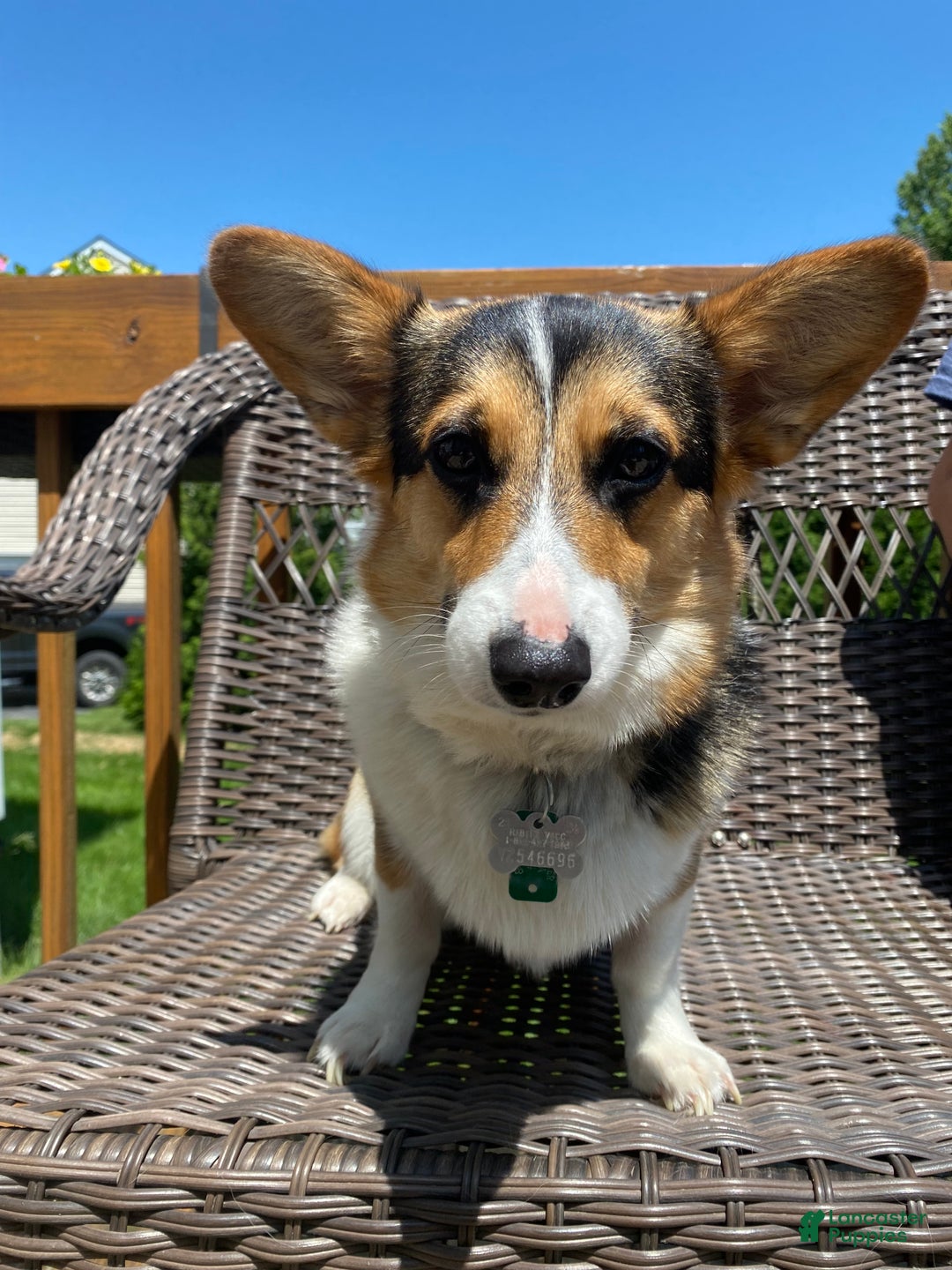 Corgipoo dogs for sale: Rascal Corgipoo - Ad 7