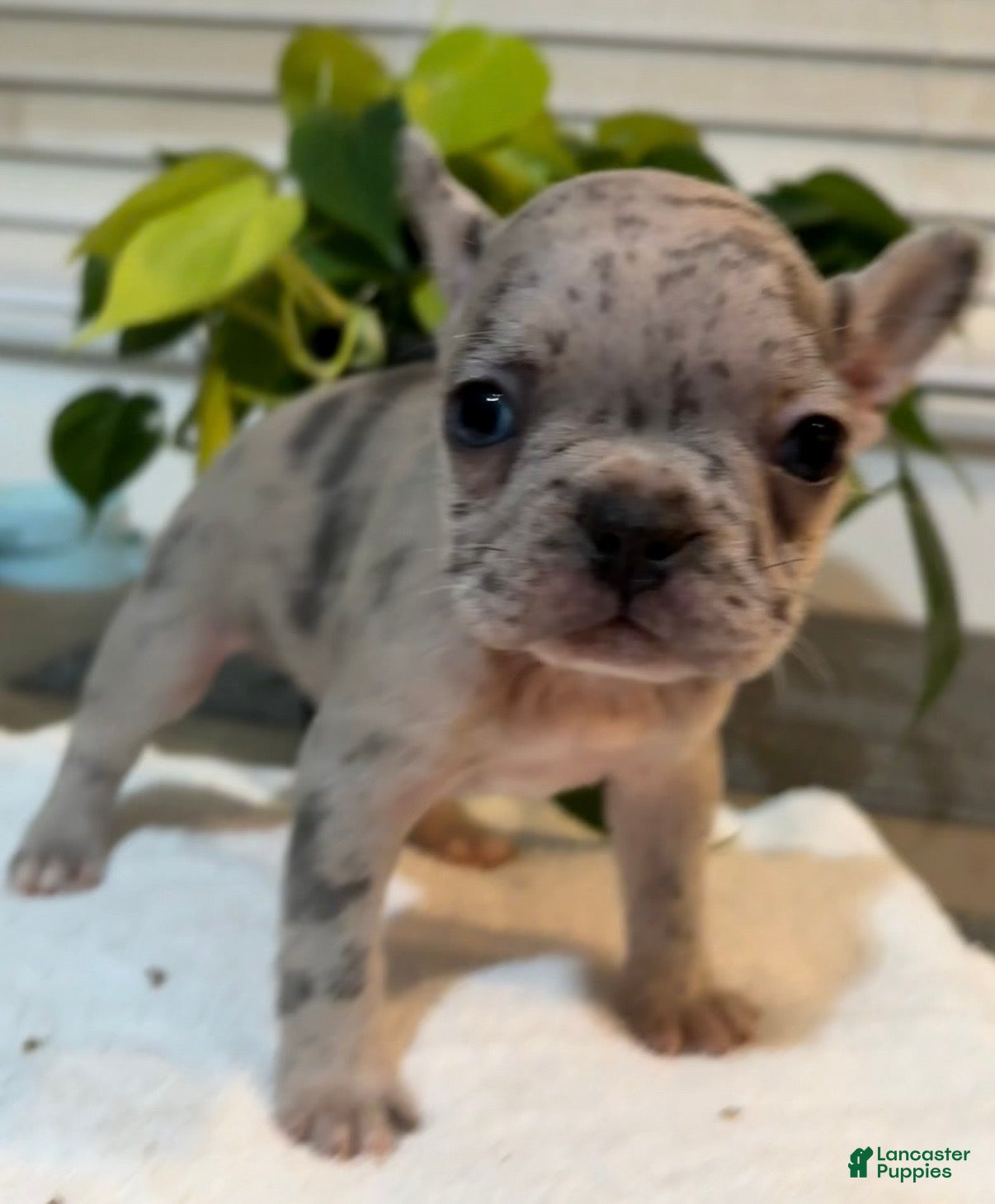 French Bulldog dogs Pinky  - Ad 21