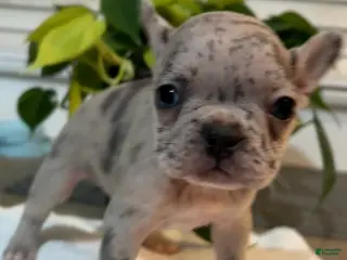 French Bulldog dogs Pinky - Ad 21