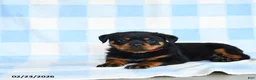 Rottweiler dogs for sale: Wolf  - Ad 3