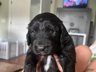 Aussiedoodle dogs Aussiedoodle Puppy 3 - Ad 5