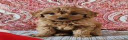 Mini Goldendoodle dogs for sale: Kim - Ad 1