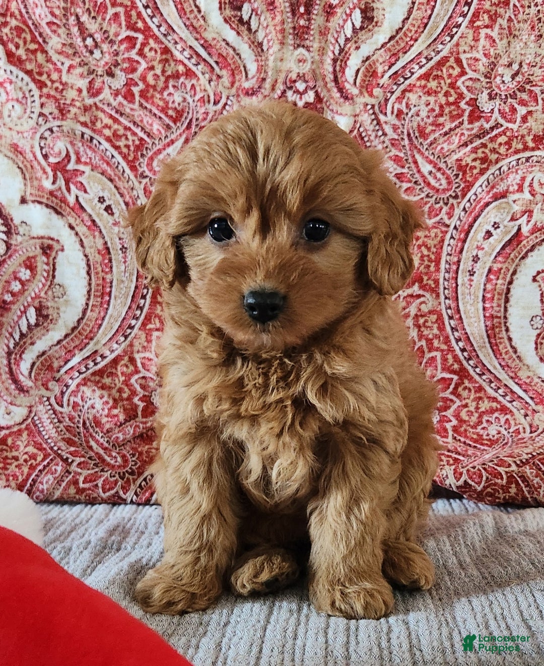 Mini Goldendoodle dogs for sale: Kim - Ad 1