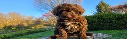 Portuguese Water Dog dogs for sale: Forrest - Ad 7