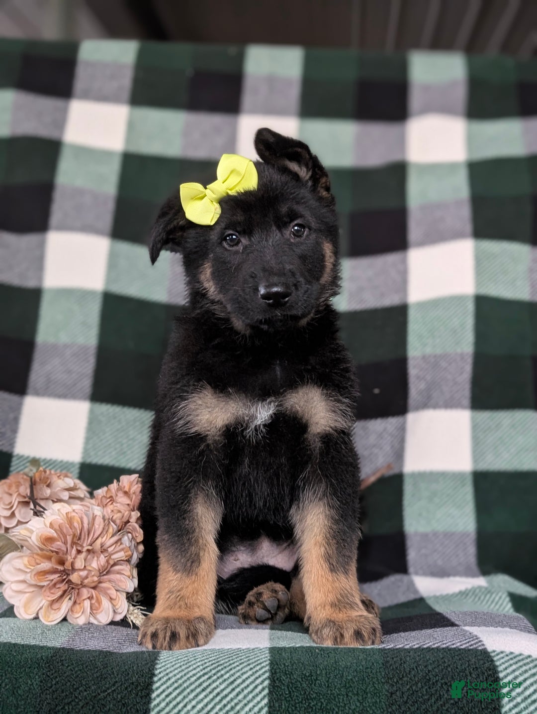 German Shepherd dogs for sale: Deidra - Ad 5