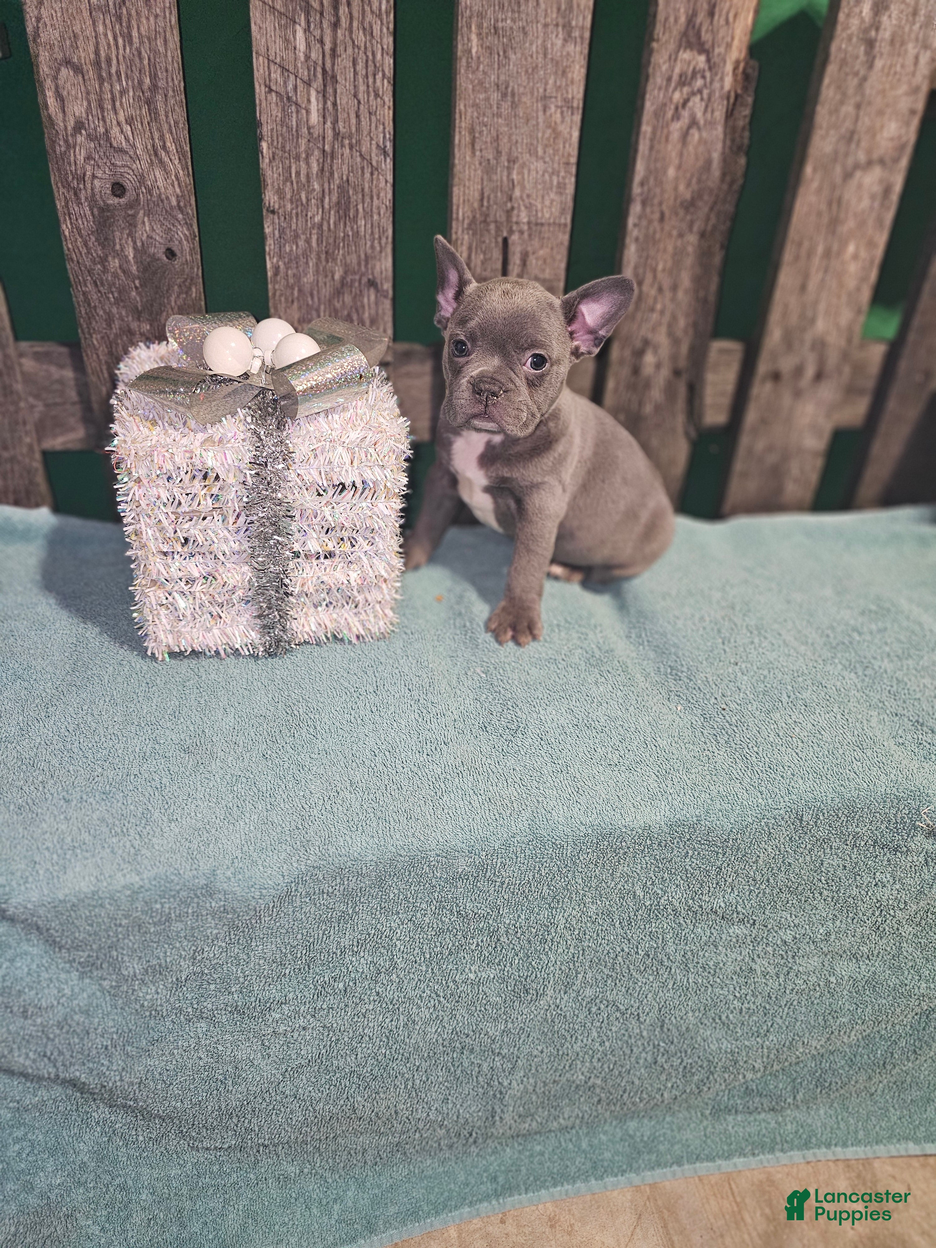 Frenchton dogs Ace - Ad 39