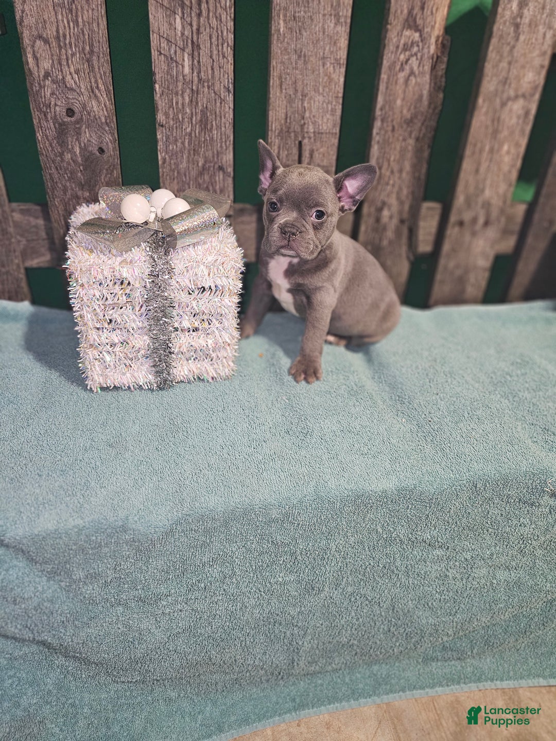 Frenchton dogs for sale: Ace - Ad 1