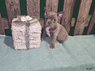 Frenchton dogs Ace - Ad 10