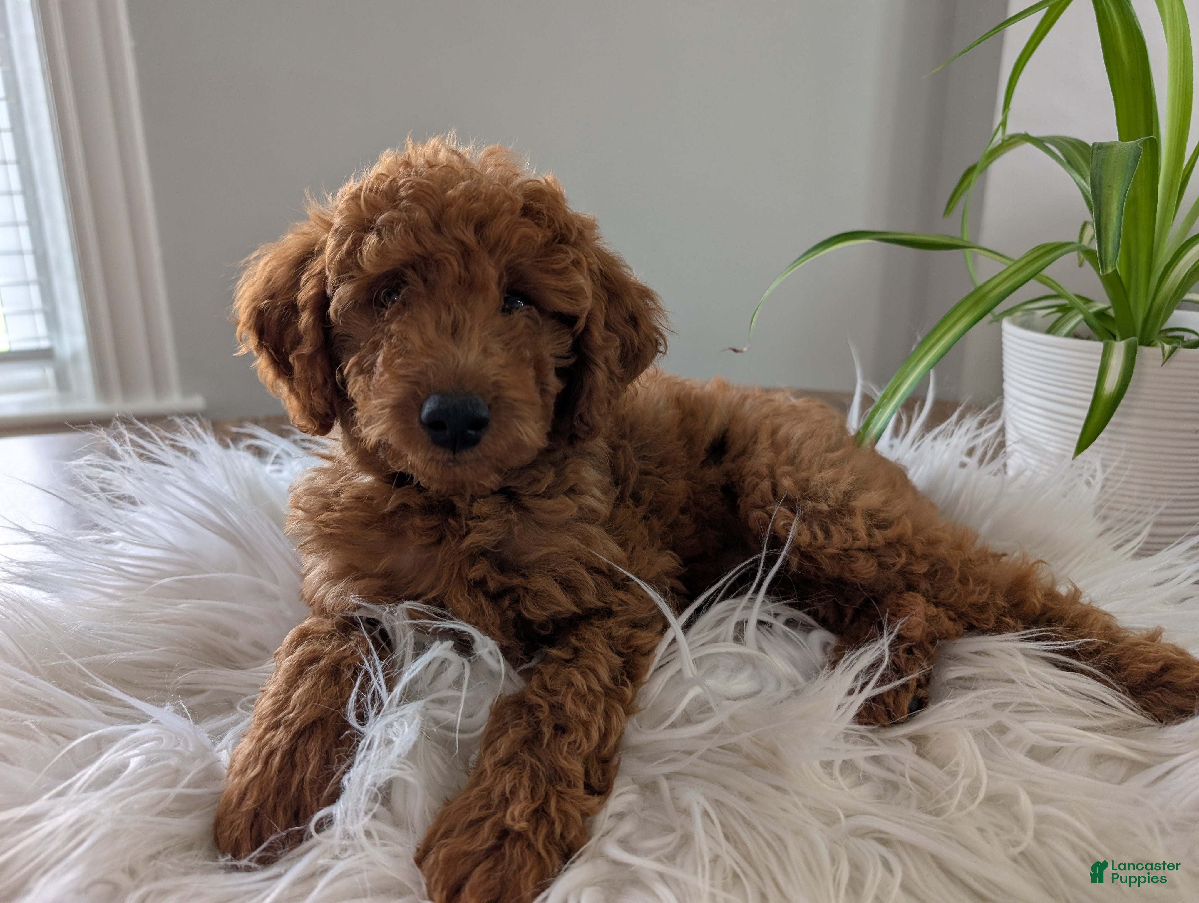 Irish Doodle dogs Mini Irish Doodle  - Ad 1