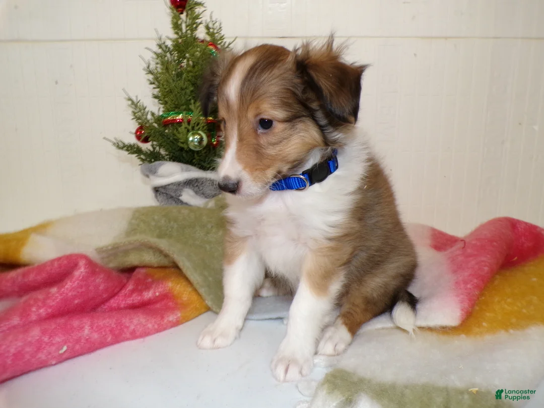 Shetland Sheepdog dogs for sale: Shetland Sheepdog Puppy 1 Skip - Ad 2