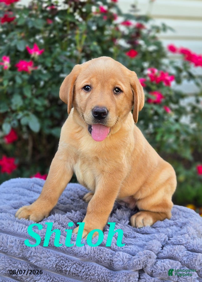 Labrador Retriever dogs Shiloh - Ad 1