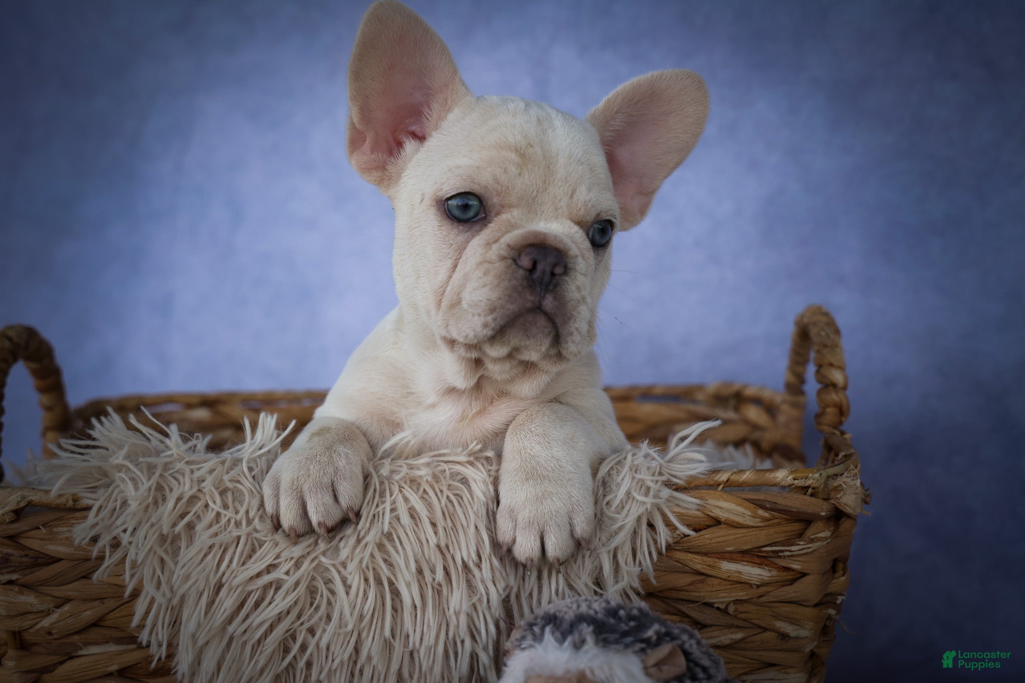 French Bulldog dogs for sale: Tansy🌸 - Ad 2