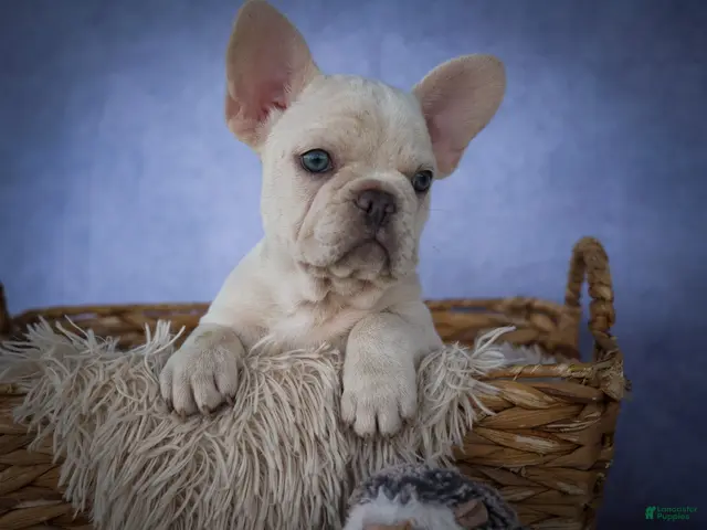 French Bulldog dogs for sale: Tansy🌸 - Ad 2