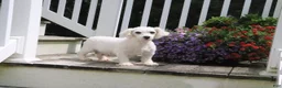 Bichpoo dogs for sale: Mark - Ad 5